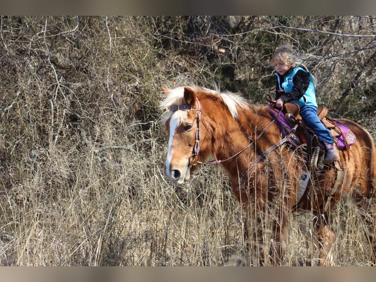 Haflinger / Avelignese Castrone 15 Anni 140 cm Sauro ciliegia in Poolville