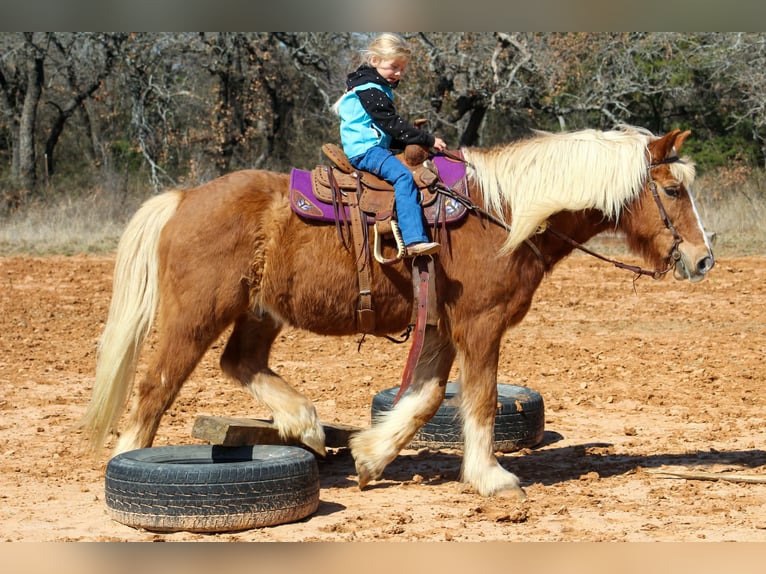 Haflinger / Avelignese Castrone 15 Anni 140 cm Sauro ciliegia in Poolville
