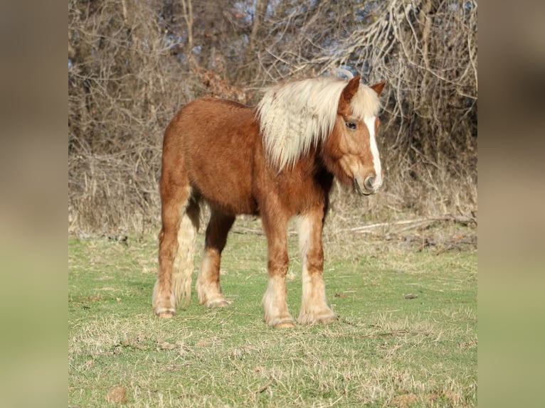 Haflinger / Avelignese Castrone 15 Anni 140 cm Sauro ciliegia in Poolville