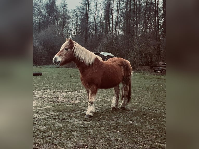 Haflinger / Avelignese Castrone 15 Anni 142 cm Falbo in Oerel
