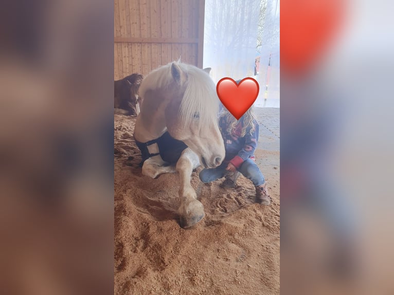 Haflinger / Avelignese Castrone 15 Anni 144 cm  in Sexau