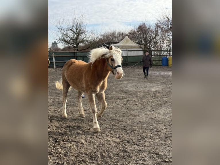 Haflinger / Avelignese Castrone 15 Anni 145 cm Palomino in S&#xFC;nikon