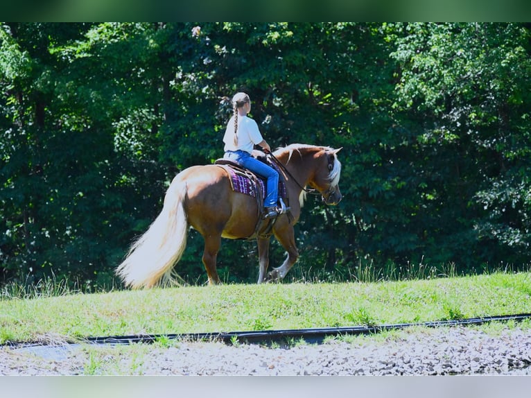Haflinger / Avelignese Castrone 15 Anni 147 cm Sauro scuro in Wooster OH