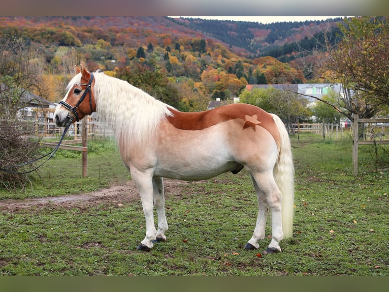 Haflinger / Avelignese Castrone 15 Anni 154 cm Sauro in Heidelberg