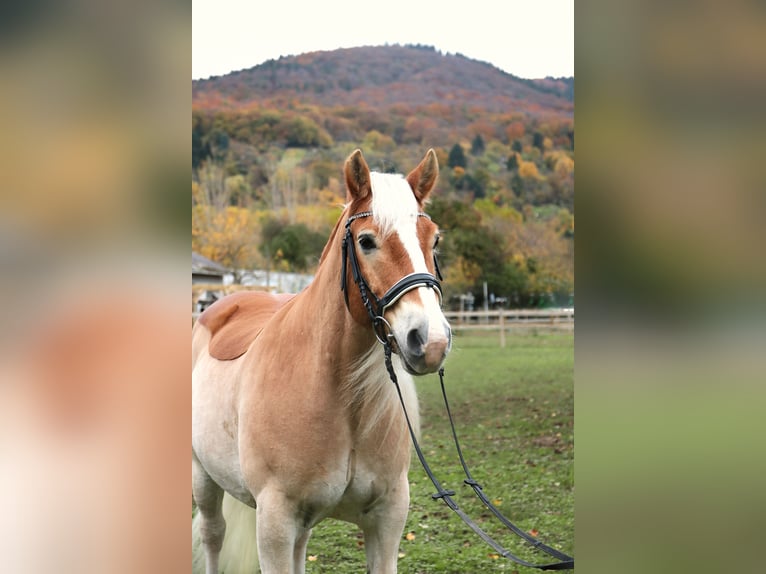 Haflinger / Avelignese Castrone 15 Anni 154 cm Sauro in Heidelberg