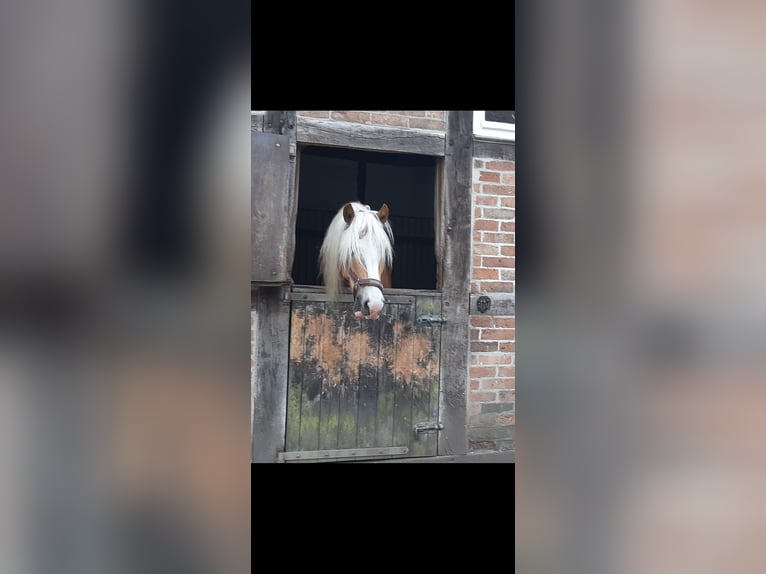 Haflinger / Avelignese Castrone 15 Anni 154 cm Sauro in Dortmund
