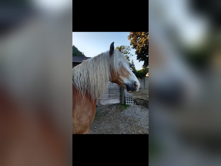 Haflinger / Avelignese Castrone 15 Anni 154 cm Sauro in Dortmund