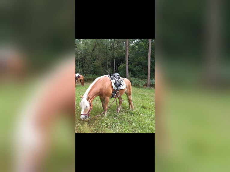 Haflinger / Avelignese Castrone 15 Anni 154 cm Sauro in Dortmund
