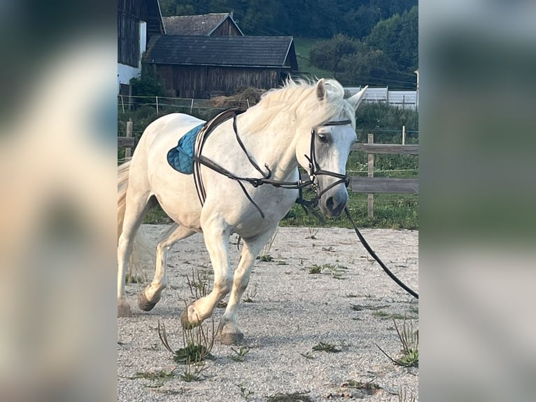 Haflinger / Avelignese Mix Castrone 16 Anni 145 cm Grigio in Haimburg
