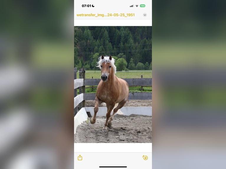 Haflinger / Avelignese Castrone 16 Anni 147 cm Sauro in Oberwölz