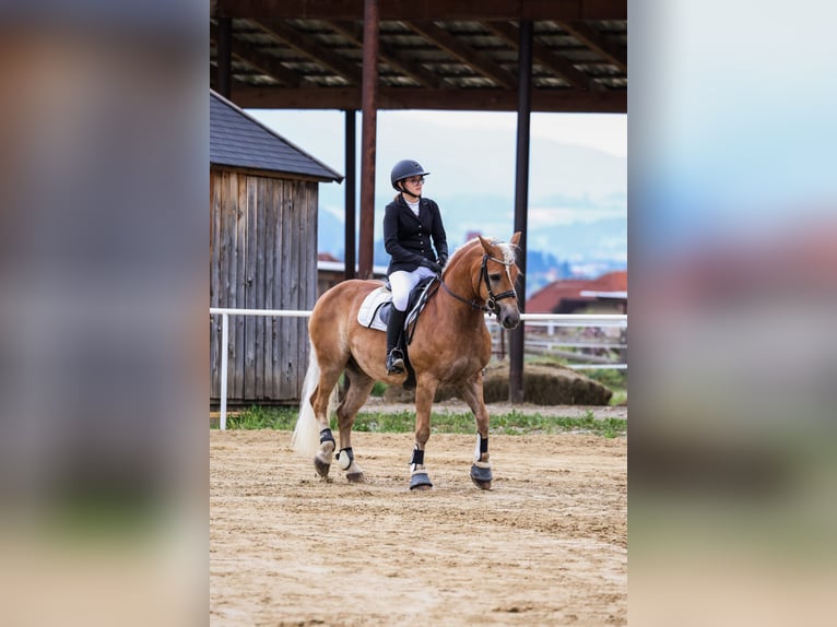 Haflinger / Avelignese Castrone 16 Anni 147 cm Sauro in Oberwölz