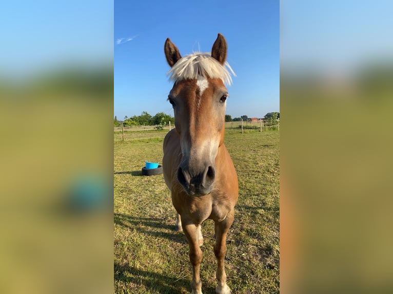 Haflinger / Avelignese Castrone 16 Anni 148 cm Sauro in Nederokkerzeel