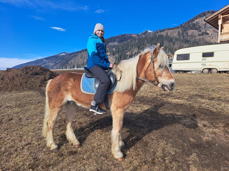 Haflinger / Avelignese Castrone 16 Anni 150 cm in Obertilliach