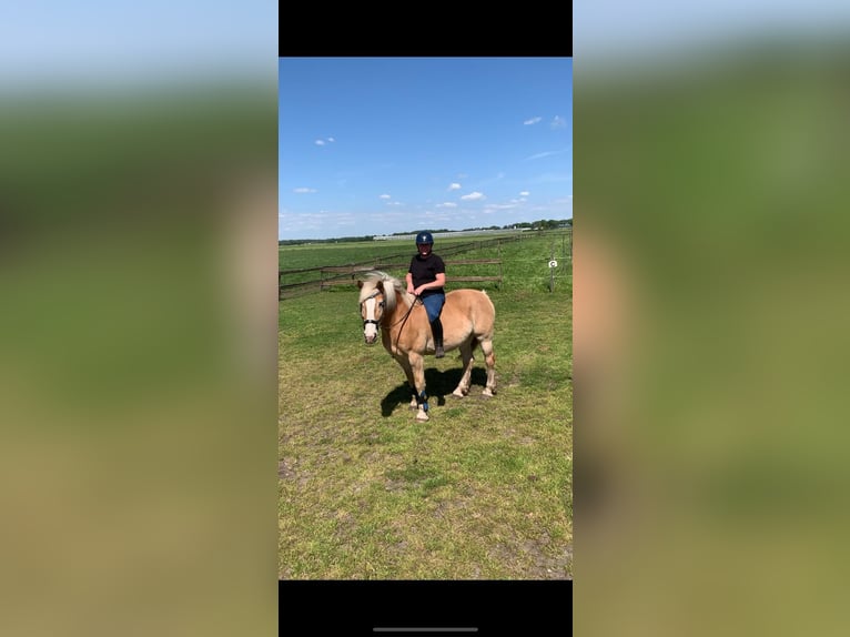 Haflinger / Avelignese Castrone 16 Anni 151 cm Sauro in Beringe