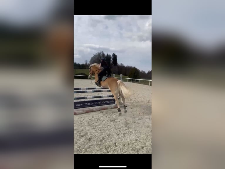 Haflinger / Avelignese Castrone 16 Anni 152 cm Sauro in Aying