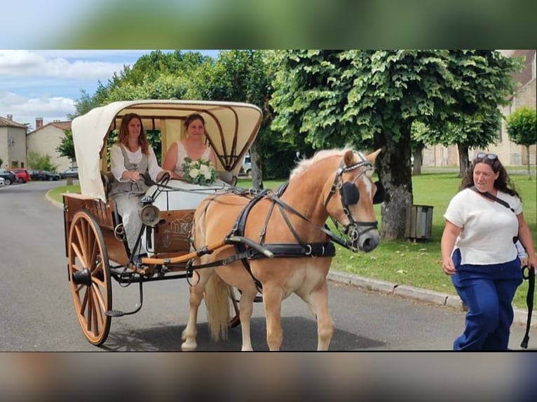 Haflinger / Avelignese Castrone 16 Anni in Champagne Saint hilaire