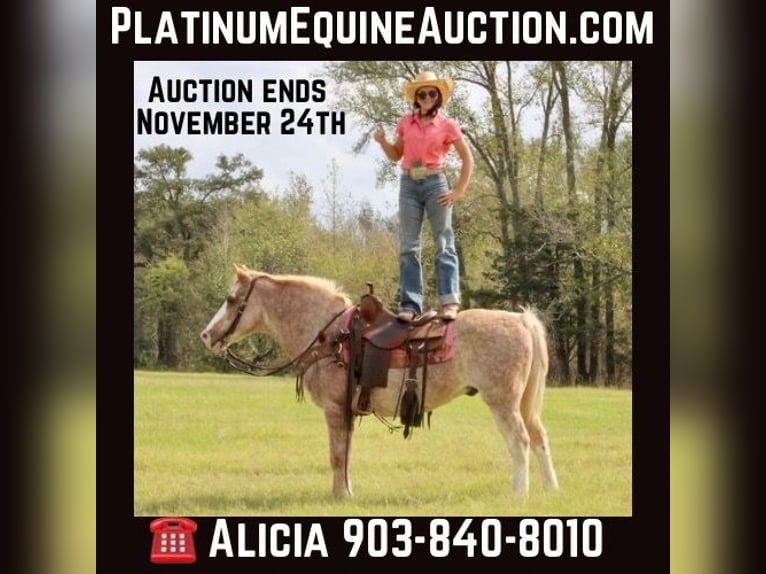 Haflinger / Avelignese Castrone 16 Anni Roano rosso in Canton TX