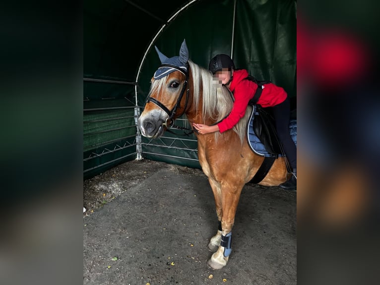 Haflinger / Avelignese Castrone 17 Anni 145 cm  in Hitzacker