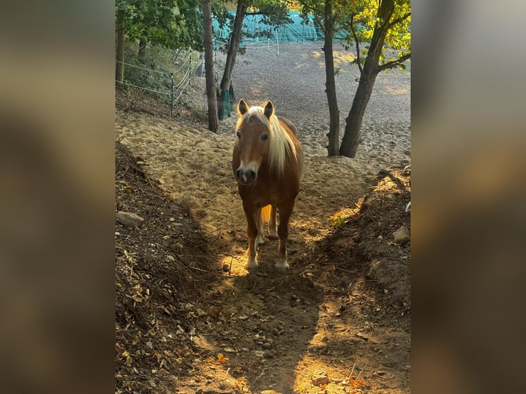 Haflinger / Avelignese Castrone 17 Anni 145 cm  in Hitzacker