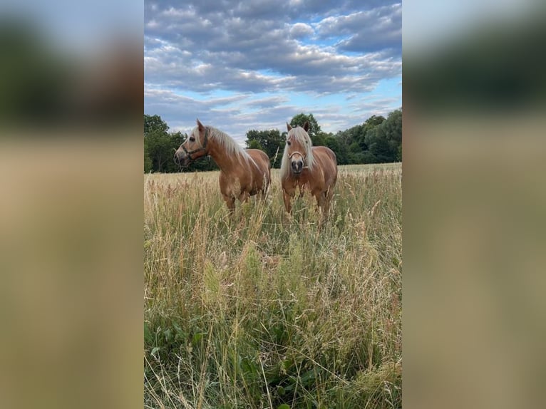 Haflinger / Avelignese Castrone 17 Anni 145 cm  in Hitzacker