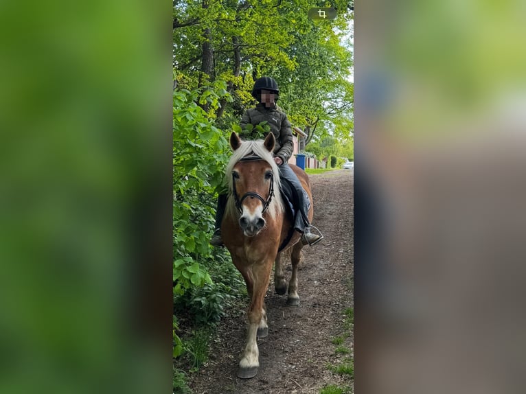 Haflinger / Avelignese Castrone 17 Anni 145 cm  in Hitzacker