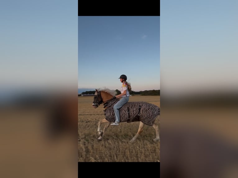 Haflinger / Avelignese Castrone 17 Anni 153 cm  in Friedeburg