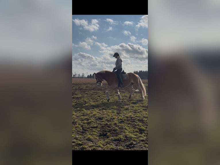 Haflinger / Avelignese Castrone 17 Anni 153 cm  in Friedeburg