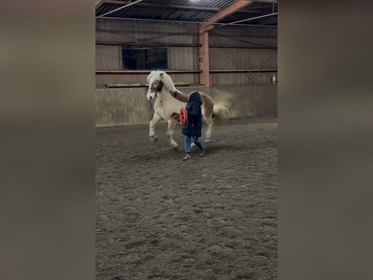 Haflinger / Avelignese Castrone 17 Anni 153 cm Sauro in Königslutter am Elm