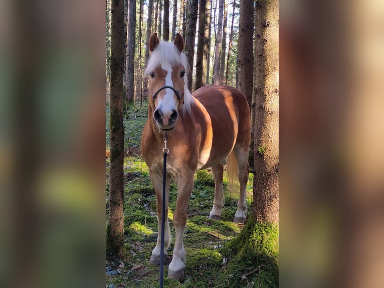 Haflinger / Avelignese Castrone 18 Anni 148 cm Sauro in Basadingen