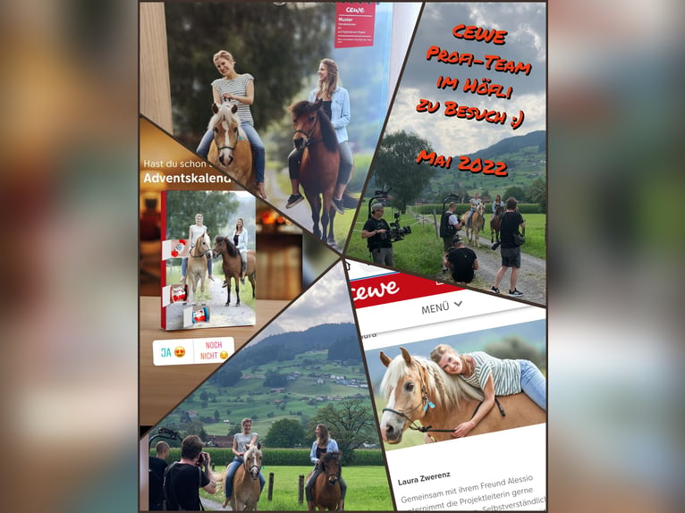 Haflinger / Avelignese Castrone 18 Anni 148 cm Sauro in Basadingen