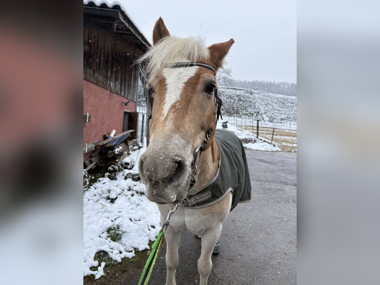 Haflinger / Avelignese Castrone 19 Anni 135 cm Sauro in Wetzikon TG