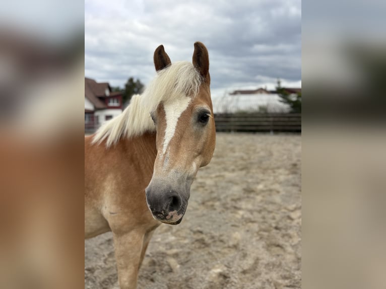 Haflinger / Avelignese Castrone 19 Anni 135 cm Sauro in Wetzikon TG