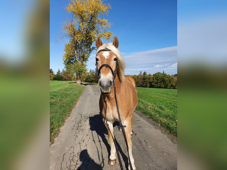 Haflinger / Avelignese Castrone 19 Anni 159 cm Sauro in Merenberg