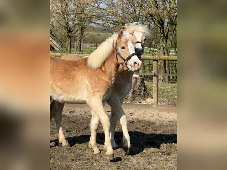 Haflinger / Avelignese Castrone 1 Anno 145 cm Sauro in Drensteinfurt