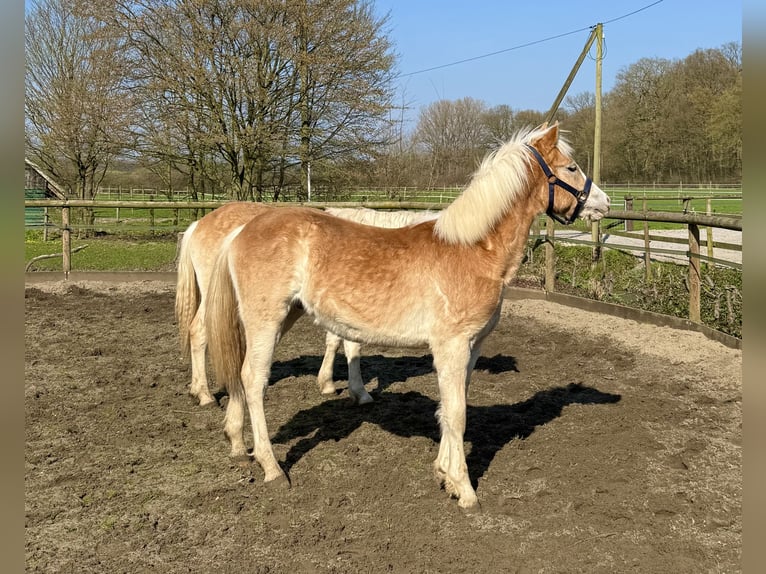 Haflinger / Avelignese Castrone 1 Anno 145 cm Sauro in Drensteinfurt