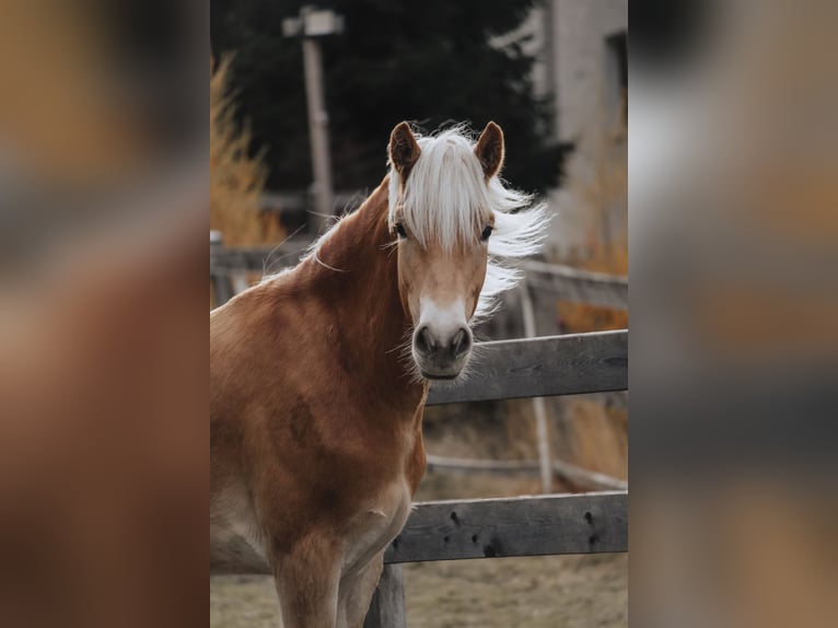 Haflinger / Avelignese Castrone 1 Anno 151 cm Sauro in Nauders