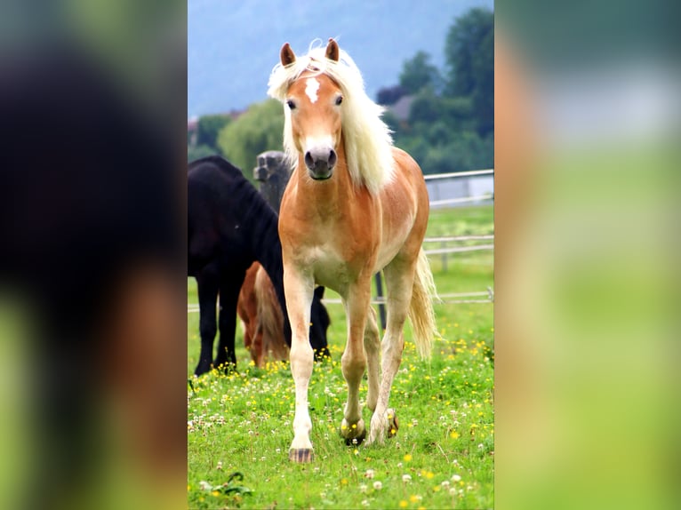 Haflinger / Avelignese Castrone 1 Anno 155 cm Sauro in Kirchbichl