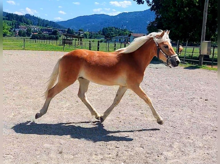 Haflinger / Avelignese Castrone 1 Anno 155 cm Sauro in Kirchbichl