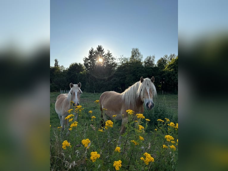 Haflinger / Avelignese Castrone 1 Anno Sauro in Schönewörde
