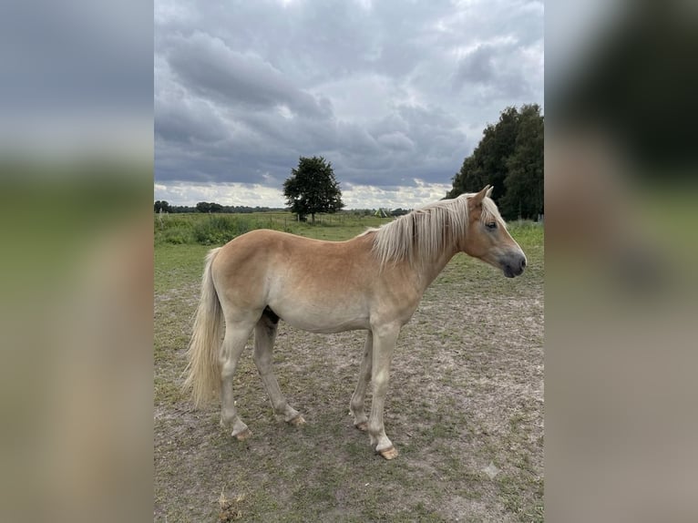 Haflinger / Avelignese Castrone 1 Anno Sauro in Schönewörde