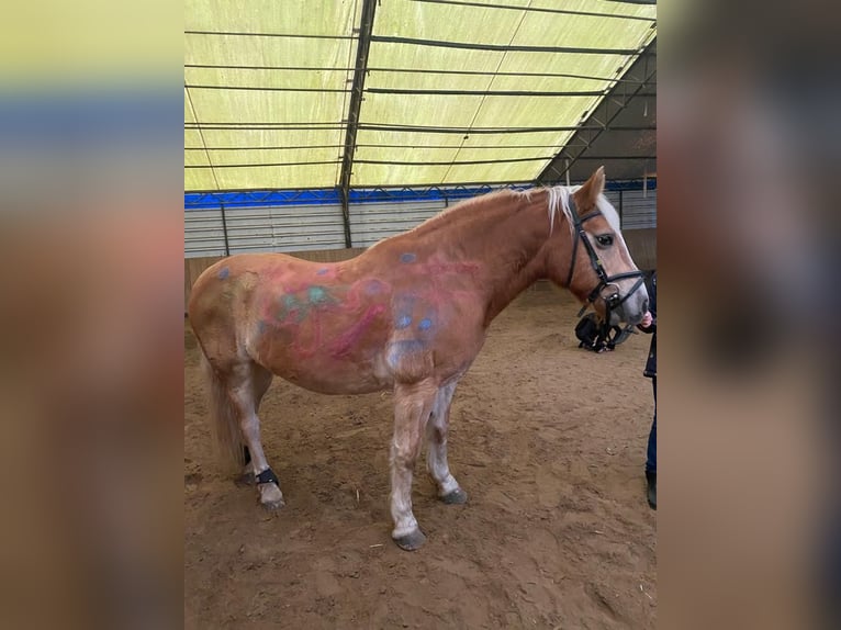 Haflinger / Avelignese Castrone 20 Anni 145 cm Sauro in Rheine