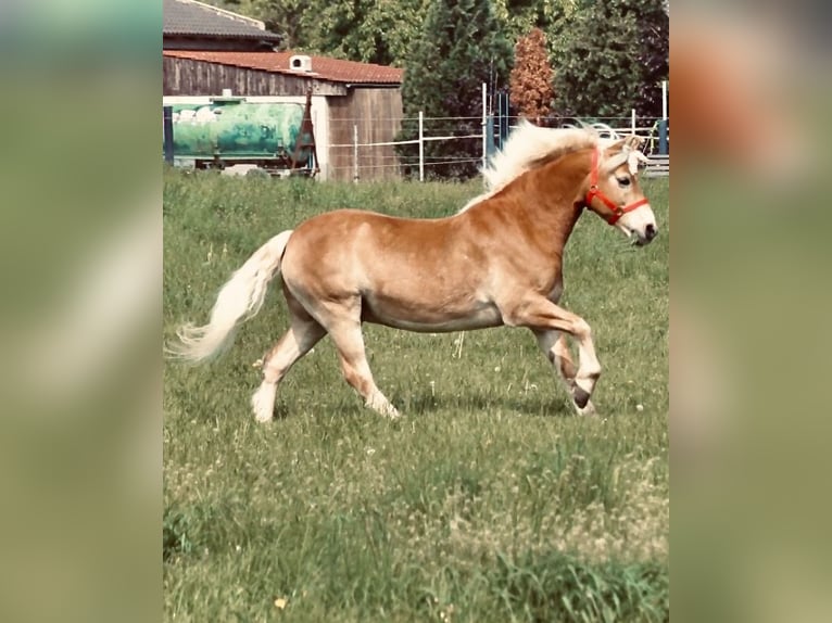 Haflinger / Avelignese Castrone 20 Anni 146 cm Sauro in NiederkasselNiederkassel