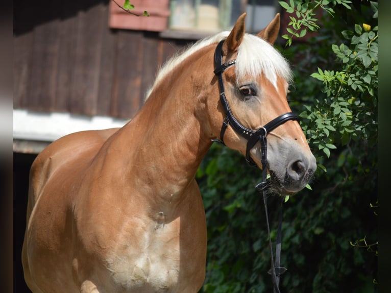 Haflinger / Avelignese Castrone 20 Anni 147 cm Sauro in Oberreute