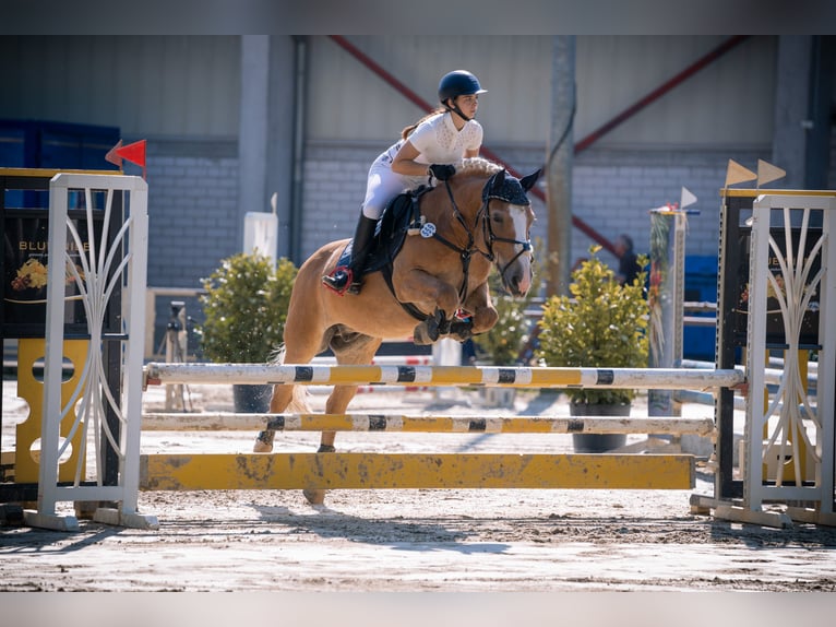 Haflinger / Avelignese Castrone 22 Anni 145 cm Sauro in Karlsruhe