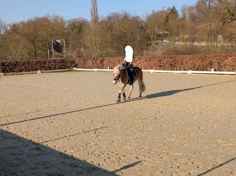 Haflinger / Avelignese Castrone 22 Anni 146 cm Sauro in Geseke