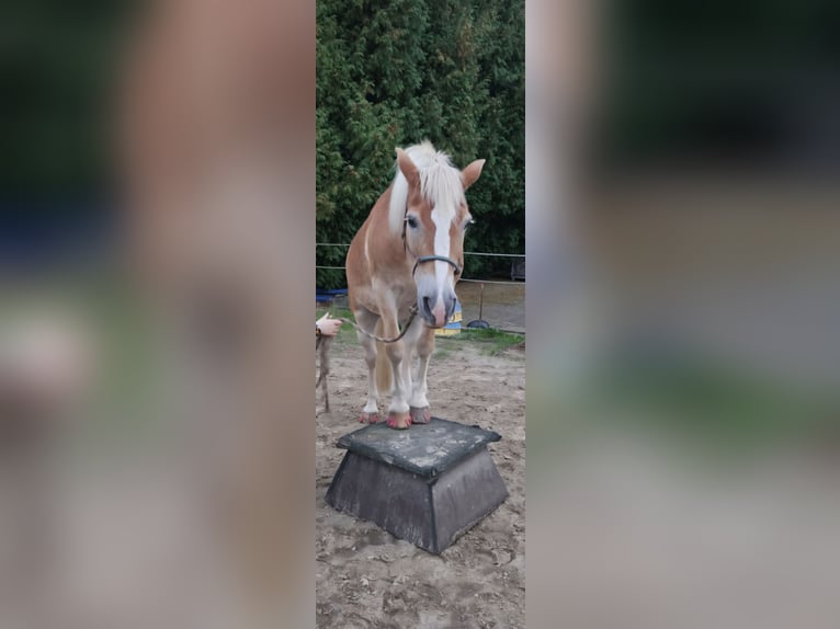 Haflinger / Avelignese Castrone 22 Anni 147 cm Sauro in Hagen am Teutoburger Wald