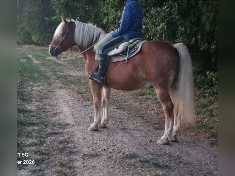 Haflinger / Avelignese Castrone 22 Anni 150 cm  in Taufkirchen (Vils)