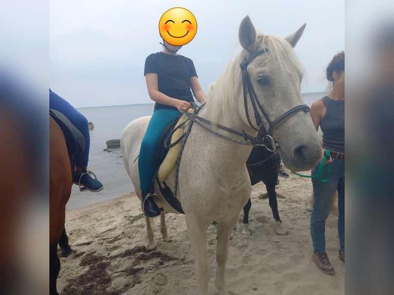 Haflinger / Avelignese Mix Castrone 24 Anni 150 cm in Greifswald