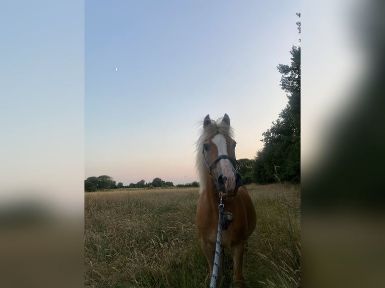 Haflinger / Avelignese Mix Castrone 26 Anni 140 cm Sauro in Schalkholz