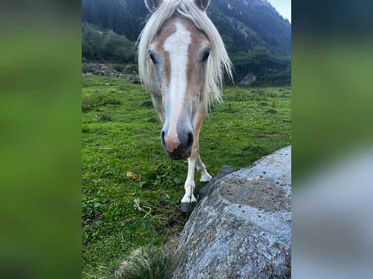 Haflinger / Avelignese Castrone 2 Anni 140 cm Sauro in St. Leonhard im Pitztal